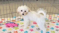Joey, a male Maltipoo for sale in Tucson, AZ – 4 of 9