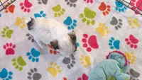 Penny, a female Havapoo for sale in Tucson, AZ – 8 of 10