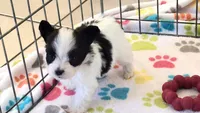 Baxter, a male Papillon for sale in Tucson, AZ – 9 of 9