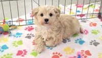 Albert, a male Havanese for sale in Tucson, AZ – 8 of 10