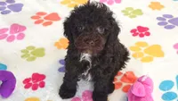 Dexter, a male Cockapoo and Poodle - Toy  for sale in Tucson, AZ – 7 of 9
