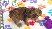 Emma, a female Cockapoo and Poodle - Toy  for sale in Tucson, AZ – 4 of 9
