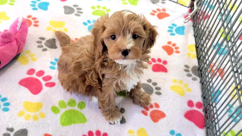 Bentley – Cavapoo puppy for sale in Tucson, AZ