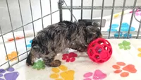 Rocky, a male Yorkshire Terrier and Poodle - Toy  for sale in Tucson, AZ – 3 of 10