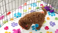 Chase, a male Cavapoo and Poodle - Toy  for sale in Tucson, AZ – 6 of 10