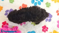 Dexter, a male Cockapoo and Poodle - Toy  for sale in Tucson, AZ – 8 of 9