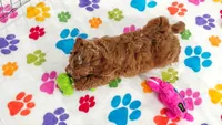 George, a male Cavapoo and Poodle - Toy  for sale in Tucson, AZ – 6 of 10