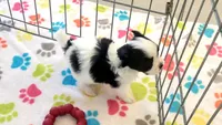Ace, a male Maltese and Papillon for sale in Tucson, AZ – 8 of 9
