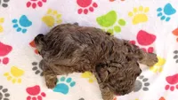 Charlie, a male Shih Tzu and Poodle - Toy  for sale in Tucson, AZ – 9 of 9