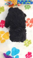 Cody, a male Yorkshire Terrier and Poodle - Toy  for sale in Tucson, AZ – 9 of 10