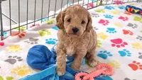 Harper, a female Cavapoo and Poodle - Miniature  for sale in Tucson, AZ – 3 of 10