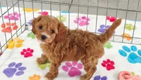 Bonnie, a female Cavapoo and Poodle - Toy  for sale in Tucson, AZ – 3 of 10