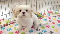 Holly, a female Shih Tzu for sale in Tucson, AZ – 7 of 9