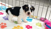 Bruno, a male Havashire for sale in Tucson, AZ – 4 of 10