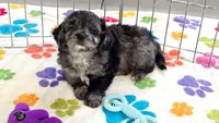Justin, a male Cavapoo for sale in Tucson, AZ – 10 of 10