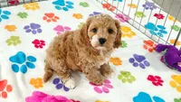 Dixie, a female Cavapoo and Poodle - Toy  for sale in Tucson, AZ – 4 of 9