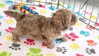 Duke, a male Shih Tzu and Poodle - Toy  for sale in Tucson, AZ – 5 of 9