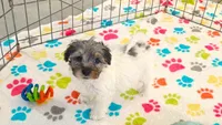 Hunter, a male Havapoo for sale in Tucson, AZ – 7 of 10