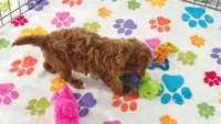 Bonnie, a female Cavapoo and Poodle - Toy  for sale in Tucson, AZ – 4 of 10
