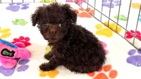 Nugget, a female Cockapoo and Poodle - Toy  for sale in Tucson, AZ – 9 of 9
