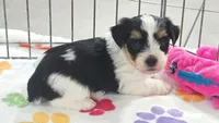 Bruno, a male Havashire for sale in Tucson, AZ – 2 of 10