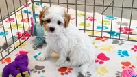 Gracie, a female Cavapoo and Poodle - Toy  for sale in Tucson, AZ – 7 of 10