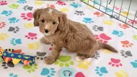 Chester, a male Cavapoo and Poodle - Toy  for sale in Tucson, AZ – 3 of 10