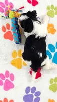 Bruno, a male Havashire for sale in Tucson, AZ – 7 of 10