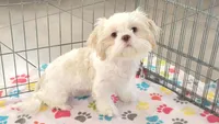Holly, a female Shih Tzu for sale in Tucson, AZ – 1 of 9
