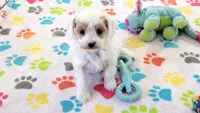 Annie, a female Cavapoo and Poodle - Toy  for sale in Tucson, AZ – 4 of 10
