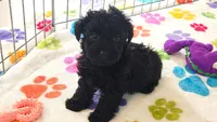 Cody, a male Yorkshire Terrier and Poodle - Toy  for sale in Tucson, AZ – 5 of 10