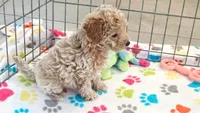 Maddie, a female Cavapoo and Poodle - Toy  for sale in Tucson, AZ – 5 of 10