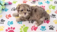 Duke, a male Shih Tzu and Poodle - Toy  for sale in Tucson, AZ – 4 of 9