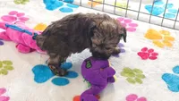 Jasmine, a female Yorkshire Terrier and Poodle - Toy  for sale in Tucson, AZ – 8 of 10