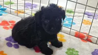 Cody, a male Yorkshire Terrier and Poodle - Toy  for sale in Tucson, AZ – 7 of 10