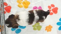 Tucker, a male Havashire for sale in Tucson, AZ – 5 of 10