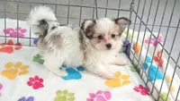 Gus, a male Maltese and Papillon for sale in Tucson, AZ – 6 of 9