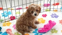 Lilly, a female Cavapoo and Poodle - Toy  for sale in Tucson, AZ – 3 of 10