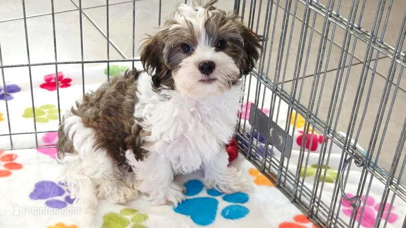 Jackson – Havashire puppy for sale in Tucson, AZ