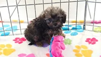 Ginger, a female Cavapoo and Poodle - Toy  for sale in Tucson, AZ – 2 of 10