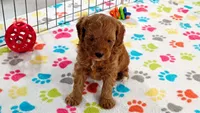 Otis, a male Cavapoo and Poodle - Miniature  for sale in Tucson, AZ – 3 of 10