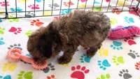 Hazel, a female Poodle - Toy  for sale in Tucson, AZ – Photo 7 of 10