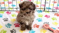 Hazel, a female Poodle - Toy  for sale in Tucson, AZ – Photo 1 of 10