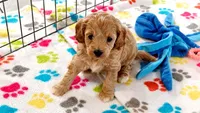 Harper, a female Cavapoo and Poodle - Miniature  for sale in Tucson, AZ – 9 of 10