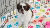 Ella, a female Shih Tzu and Poodle - Toy  for sale in Tucson, AZ – 7 of 10