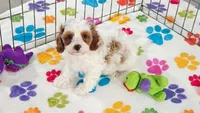 Jack, a male Cavapoo and Poodle - Toy  for sale in Tucson, AZ – 8 of 10