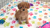 Layla, a female Cavapoo and Poodle - Toy  for sale in Tucson, AZ – 3 of 9