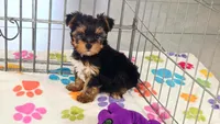 Luke, a male Yorkshire Terrier for sale in Tucson, AZ – 4 of 10