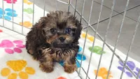Ginger, a female Cavapoo and Poodle - Toy  for sale in Tucson, AZ – 4 of 10