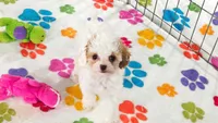 Harley, a female Cavapoo and Poodle - Toy  for sale in Tucson, AZ – 9 of 9